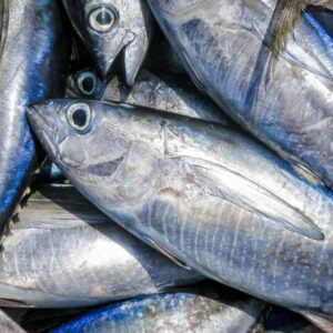 Fresh Skipjack Tuna